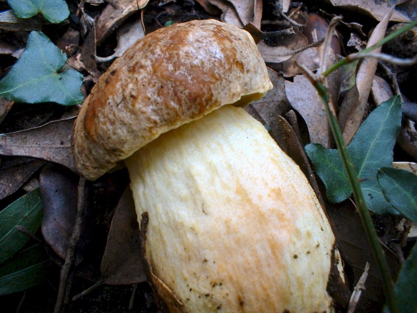 Escursione tra pino e leccio